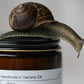 Pure Unscented Tallow Balm | Sensitive Skin | All Skin-types